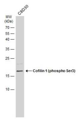 Western Blot: Cofilin [p Ser3] Antibody [NBP3-13302]